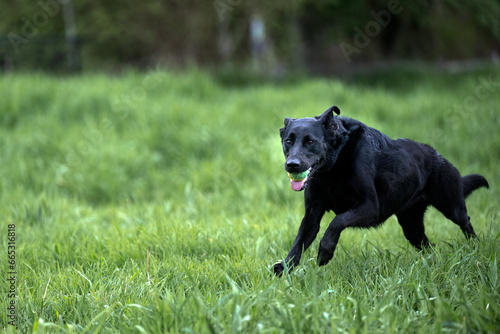 Fototapeta Naklejka Na Ścianę i Meble -  2023-10-20 A BLACK LABRADOR AT MARYMOOR OFF LEASH AREA IN REDMOND WASHINGTON RUNNING THROUGH A GRSSS FIELD WITH A GREEN BALL IN ITS MOUTH AND BRIGHT EYES