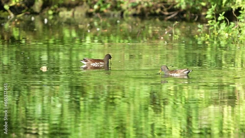 duck in the lake