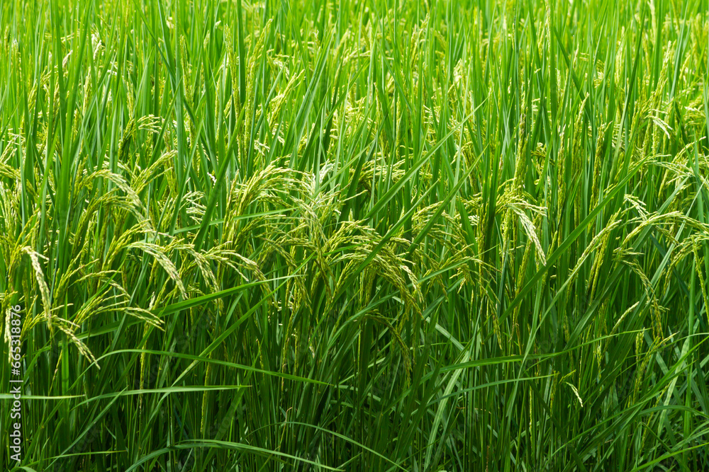 Green wheat plant in the field background. Green wheat plant in the field background.