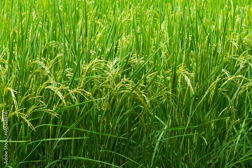 Green wheat plant in the field background.