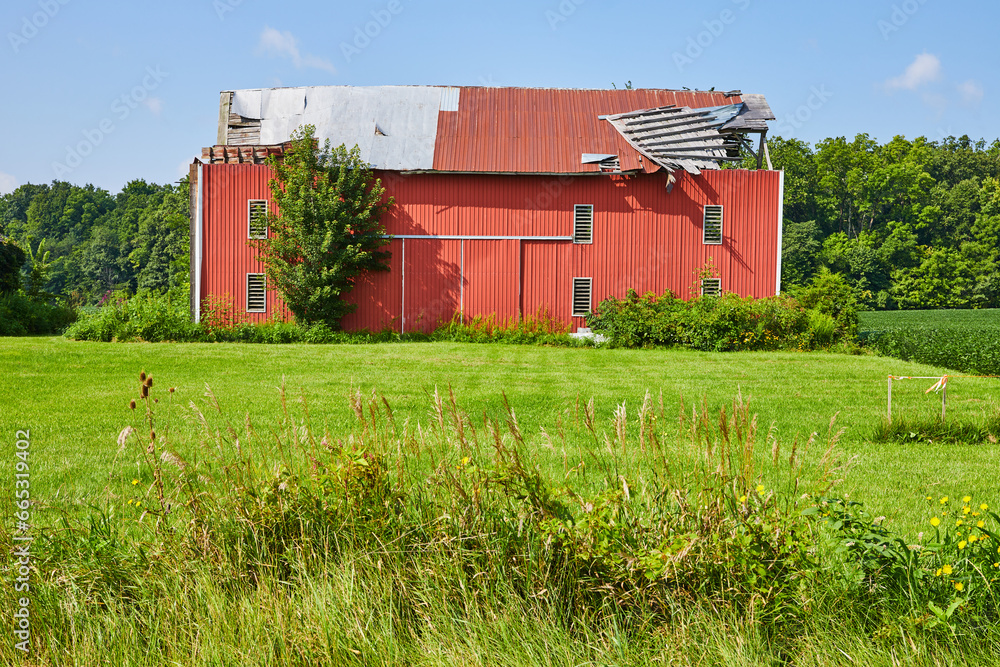 Red barn with torn roof in grassy field with tall grasses and soybean crop on the side