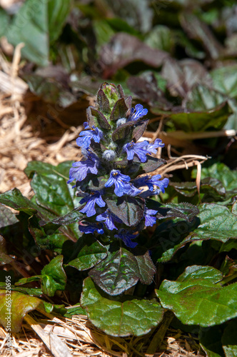 Sydney Australia, ajuga reptans or purple carpet bugleweed in garden photo