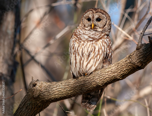 Vászonkép Barred Owl