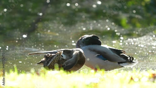 duck and ducklings