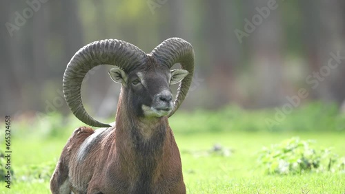 mountain goat on the meadow