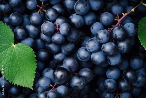 Flat lay background of vines, lots of organic blue dark grapes.