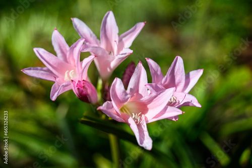 Closeup of a pale pink lily  amaryllidaceae  blooming in a sunny fall garden 