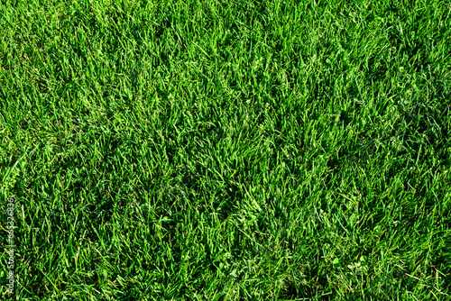 Closeup of lush green lawn healthy and vibrant on a sunny fall day 