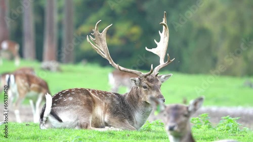 deer in the forest
