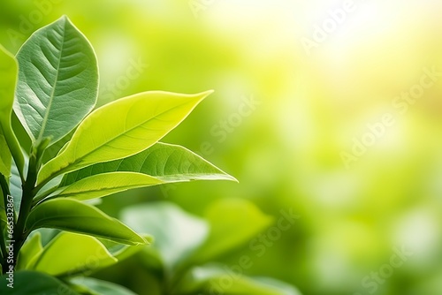 Nature of green leaf in a garden in summer under sunlight. Spring background.