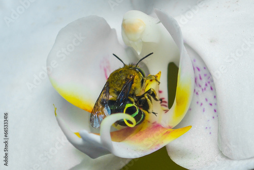 bee on flower,tawon pengisap madu