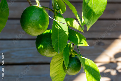 Close up abstract view of three lemons beginning to mature on the branch of an outdoor potted Meyer lemon tree
