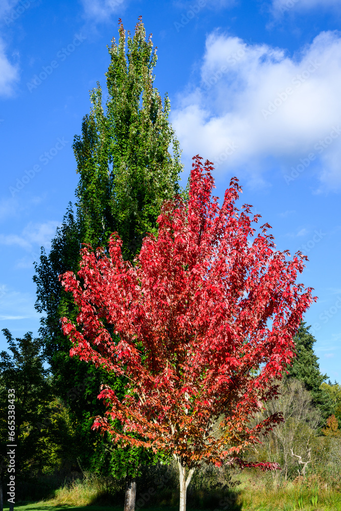 Fall color, maple tree with red leaves in front of a deciduous tree with green leaves, against a sunny blue sky background
