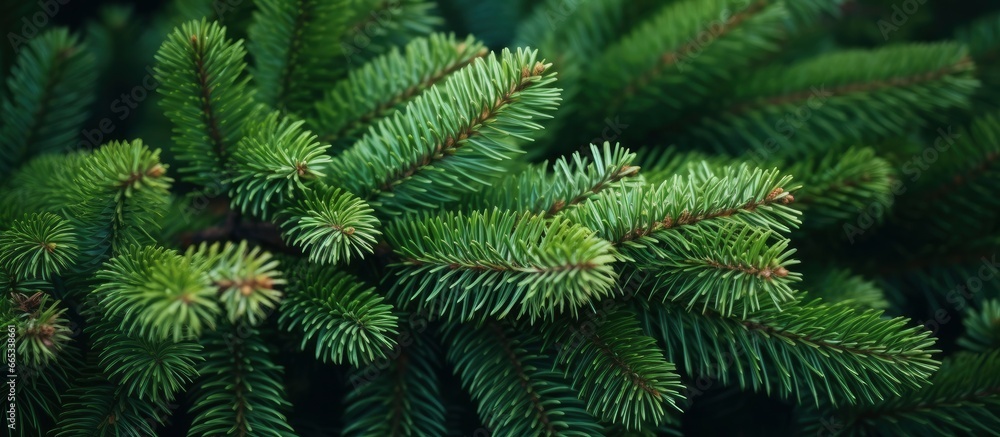 Christmas tree branches on a natural background. Christmas tree branches on a natural background.
