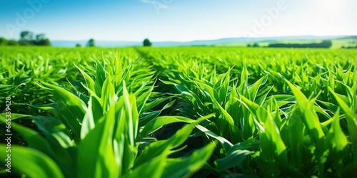 Field of vibrant green biofuel crops.