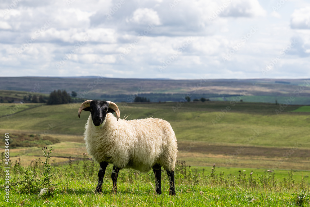 a ram with the Northumberland countryside in the background, from Hadrian's Wall Path near Once Brewed, UK a ram with the Northumberland countryside in the background, from Hadrian's Wall Path near Once Brewed, UK