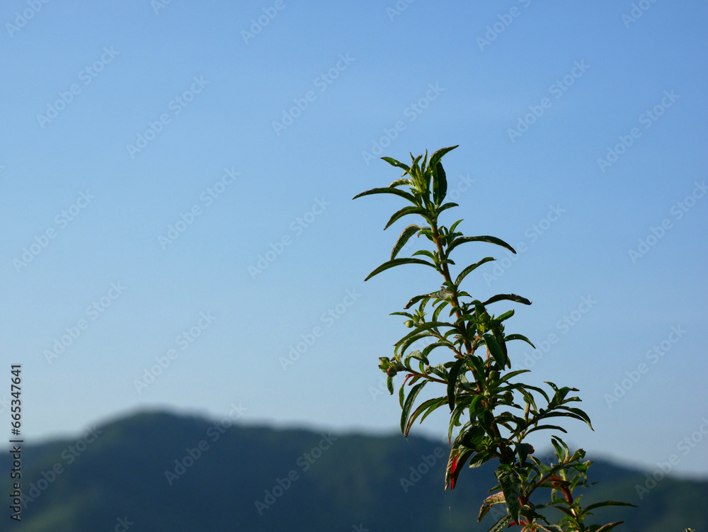 Flower of grass on blur mountain sky background Flower of grass on blur mountain sky background