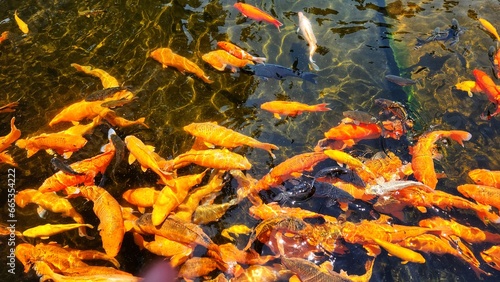 koi fish in pond