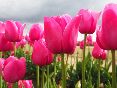 Fototapeta Naklejka Na Ścianę i Meble -  Tulip Fields