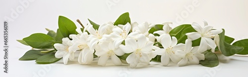 Jasmine flowers on white surface. © Khalada