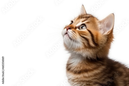 Playful funny kitten looking up isolated on a white background. © Khalada