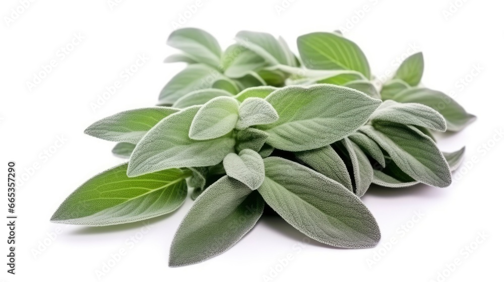 Fototapeta premium Plant lambs ear isolated on white background.
