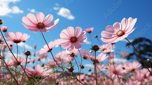 Cosmos flowers field with bright sky.  © areeya_ann