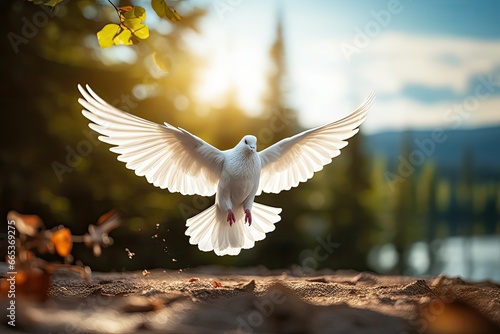 White dove about to fly from ground with spread wings, symbolize peace