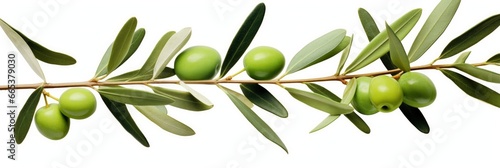 Olive tree branch, green olives and leaves on white background.