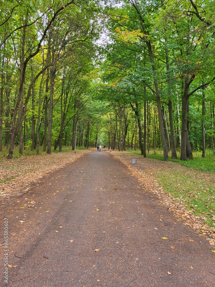 Fototapeta premium Autumn path in a forest park among green trees