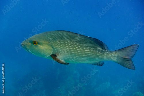 red snapper fish in deep blue water from egyp