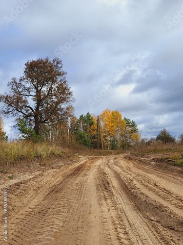 road in the autumn forest