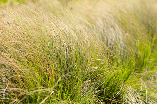 Fototapeta Naklejka Na Ścianę i Meble -  Love weeping grass, a type of pasture for livestock
