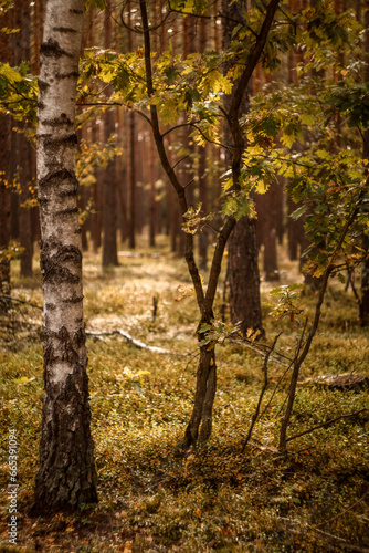 Fototapeta Naklejka Na Ścianę i Meble -  las jesienią