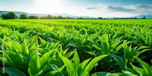 Field of vibrant green biofuel crops. © MdHafizur