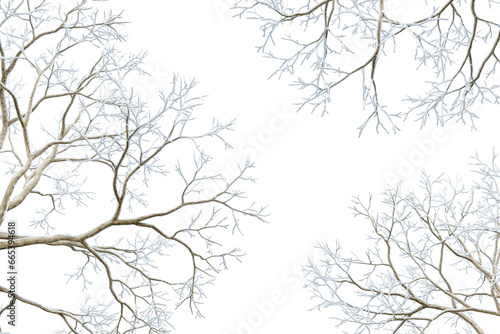 Branches of a tree in winter isolated on white 