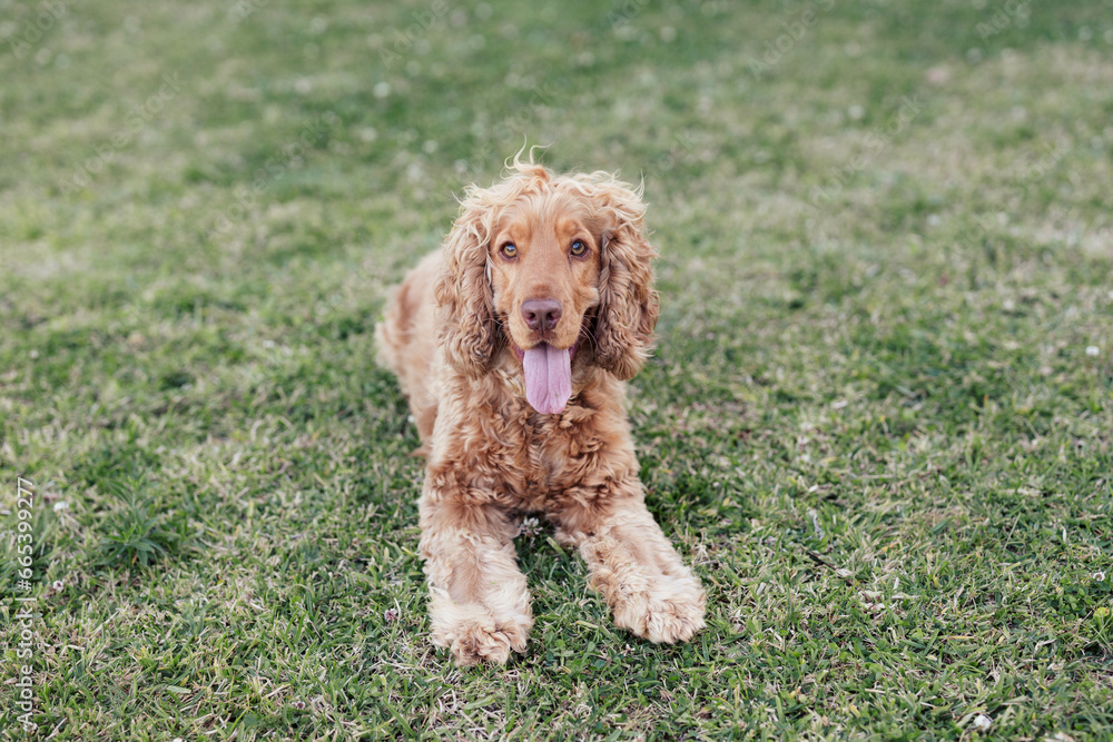 Happy Golden Cocker Spaniel Dog Playful Outside