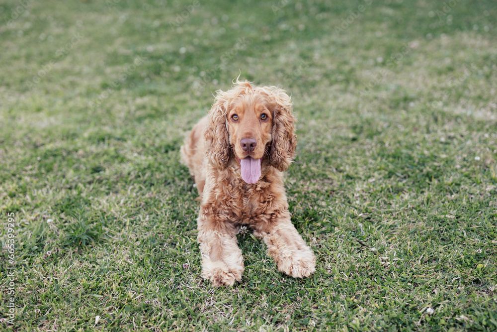 Happy Golden Cocker Spaniel Dog Playful Outside Happy Golden Cocker Spaniel Dog Playful Outside
