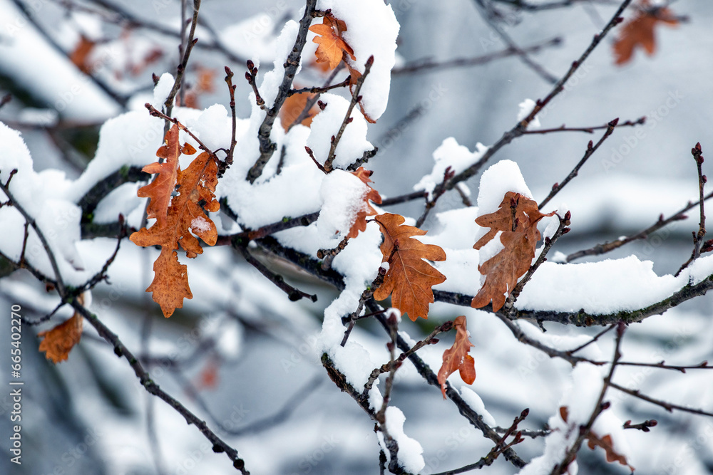 Snow-covered oak branches with dry leaves in a winter forest