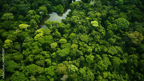 Aerial View of the Amazon Rainforest