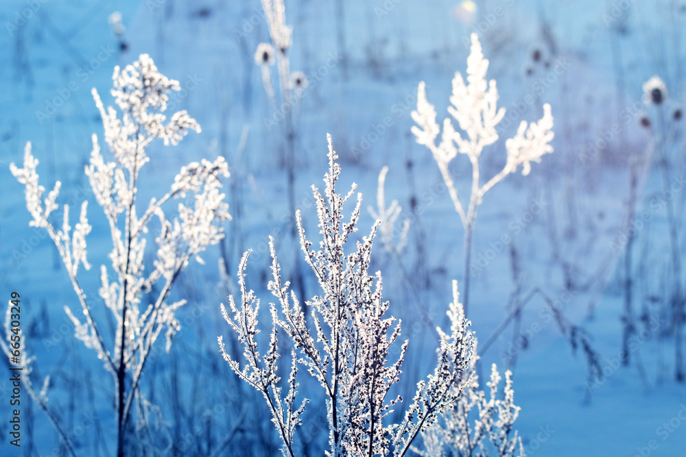 Stems of dry plants covered with frost on the background of snow on a sunny day in winter Stems of dry plants covered with frost on the background of snow on a sunny day in winter