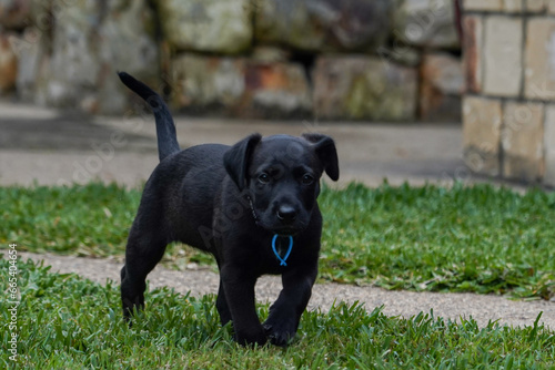 black labrador retriever puppy © Mike