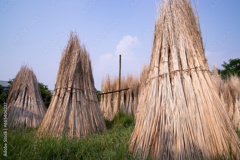 Many Jute sticks are stacked for sun drying at Sadarpur, Faridpur, Bangladesh. One and only Jute cultivation is in Faridpur, Bangladesh Many Jute sticks are stacked for sun drying at Sadarpur, Faridpur, Bangladesh. One and only Jute cultivation is in Faridpur, Bangladesh