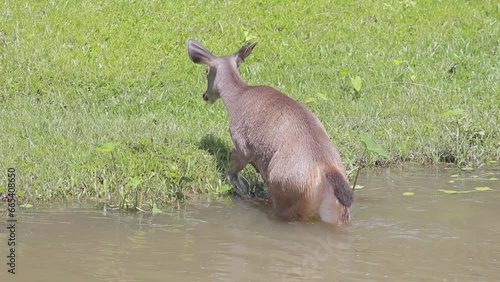 sambar deer in khao yai national park crossing river ,khaoyai is one of most important traveling destination of thailand photo