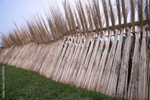 Many Jute sticks are stacked for sun drying at Sadarpur, Faridpur, Bangladesh. One and only Jute cultivation is in Faridpur, Bangladesh photo