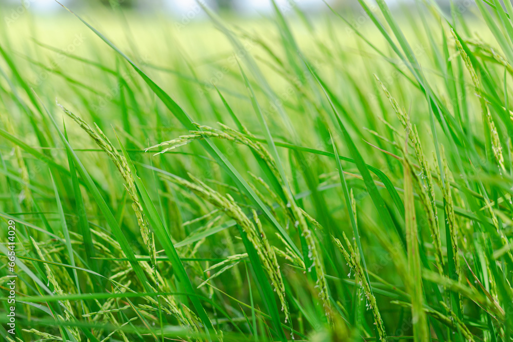 Rice ears in a bright green field. In the morning with fog And dew on the leaves. Rice ears in a bright green field. In the morning with fog And dew on the leaves.