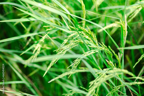 Rice ears in a bright green field. In the morning with fog And dew on the leaves.