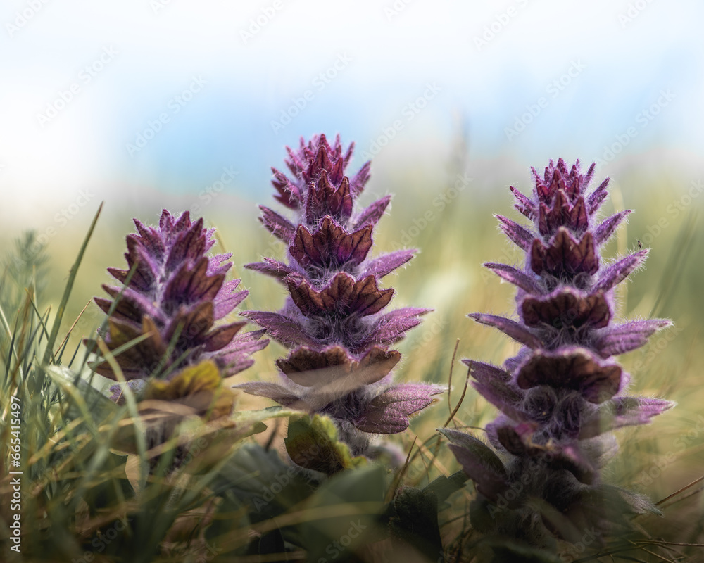 flower in the field flower in the field