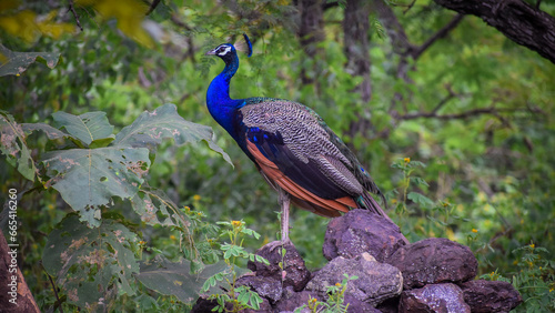 peacock in the park