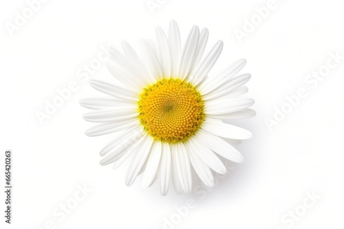 Common daisy isolated on white background. © Hamidakhanom